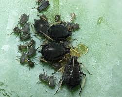 Attēlu rezultāti vaicājumam “Aphis fabae”