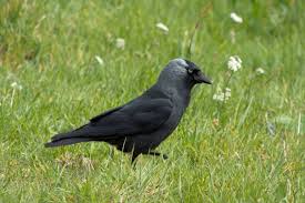 Attēlu rezultāti vaicājumam “Corvus monedula adult”