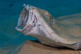 Image result for Squatina squatina