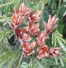 Attēlu rezultāti vaicājumam “Thuja plicata”