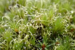 Attēlu rezultāti vaicājumam “Campylopus introflexus”