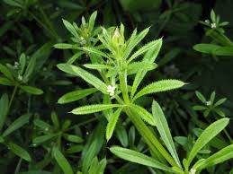 Image result for Galium aparine
