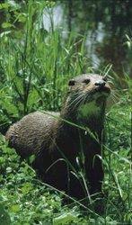 Image result for Eltham Otters