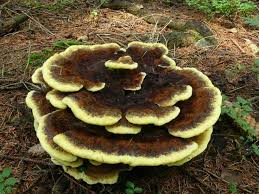 Attēlu rezultāti vaicājumam “Phaeolus schweinitzii”