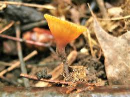 Attēlu rezultāti vaicājumam “Rutstroemia firma”