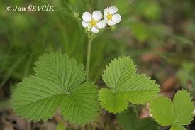Attēlu rezultāti vaicājumam “Fragaria moschata”