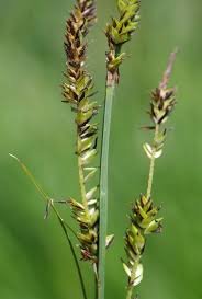 Attēlu rezultāti vaicājumam “Carex elata”