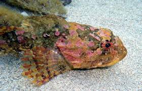 Image result for Myoxocephalus scorpius
