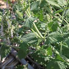 Image result for Nepeta cataria