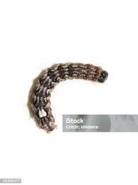 Attēlu rezultāti vaicājumam “Acronicta megacephala larva”