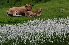 Attēlu rezultāti vaicājumam “Eriophorum latifolium flower”