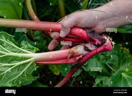 Attēlu rezultāti vaicājumam “Rheum rhabarbarum fruit”