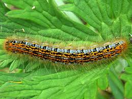 Attēlu rezultāti vaicājumam “Malacosoma castrensis male”