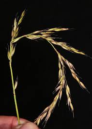 Attēlu rezultāti vaicājumam “Arrhenatherum elatius”