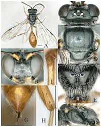 Attēlu rezultāti vaicājumam “Crabronidae”