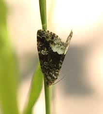 Attēlu rezultāti vaicājumam “Protodeltote pygarga”