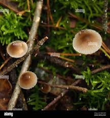 Attēlu rezultāti vaicājumam “Clavulinopsis cinerioides”