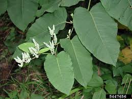 Attēlu rezultāti vaicājumam “Reynoutria sachalinensis flower”
