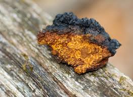 Attēlu rezultāti vaicājumam “Inonotus obliquus”