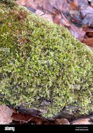 Attēlu rezultāti vaicājumam “Callicladium haldanianum”