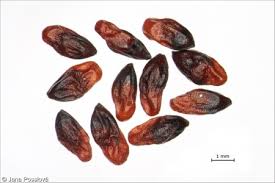 Attēlu rezultāti vaicājumam “Caltha palustris fruit”