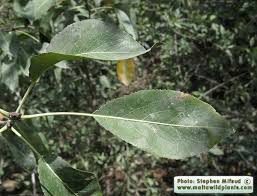 Attēlu rezultāti vaicājumam “Pyrus pyraster leaf”