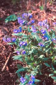 Attēlu rezultāti vaicājumam “Pulmonaria angustifolia leaf”