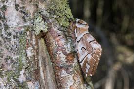 Attēlu rezultāti vaicājumam “Endromis versicolora”