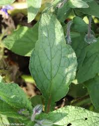 Attēlu rezultāti vaicājumam “Borago officinalis leaf”
