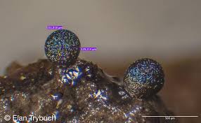 Attēlu rezultāti vaicājumam “Colloderma oculatum spores”