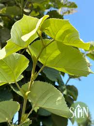 Attēlu rezultāti vaicājumam “Tilia tomentosa leaf”