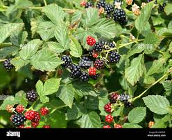 Image result for Rubus sectio