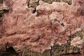 Attēlu rezultāti vaicājumam “Ceriporia”