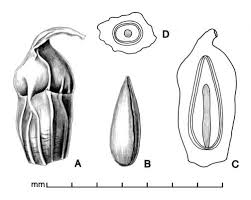 Attēlu rezultāti vaicājumam “Sparganium minimum fruit”