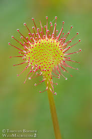 Attēlu rezultāti vaicājumam “Drosera rotundifolia leaf”