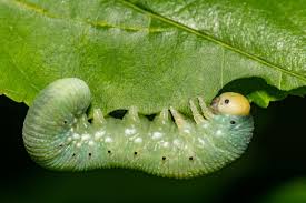 Attēlu rezultāti vaicājumam “Cimbex femoratus larva”