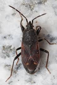 Attēlu rezultāti vaicājumam “Eremocoris plebejus”