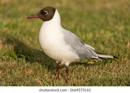 Image result for Chroicocephalus ridibundus