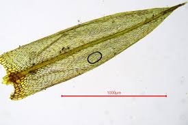 Attēlu rezultāti vaicājumam “Bryum schleicheri”