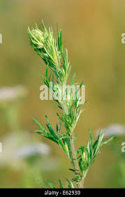 Attēlu rezultāti vaicājumam “Artemisia vulgaris bud”