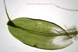 Attēlu rezultāti vaicājumam “Syntrichia ruralis var. ruralis sporophyte”