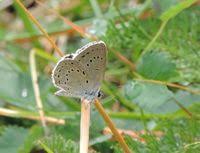 Attēlu rezultāti vaicājumam “Maculinea teleius”