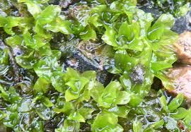 Attēlu rezultāti vaicājumam “Syntrichia latifolia”