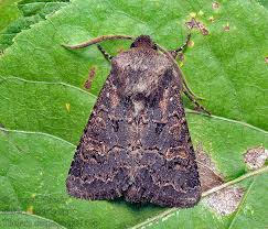 Attēlu rezultāti vaicājumam “Tholera cespitis”