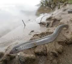 Image result for Lampetra fluviatilis