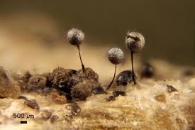 Attēlu rezultāti vaicājumam “Collaria arcyrionema spores”