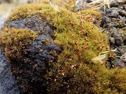 Attēlu rezultāti vaicājumam “Weissia brachycarpa”