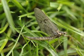 Attēlu rezultāti vaicājumam “Ephemera vulgata”