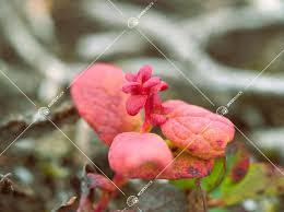 Attēlu rezultāti vaicājumam “Exobasidium vaccinii”