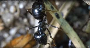 Attēlu rezultāti vaicājumam “Lasius fuliginosus”